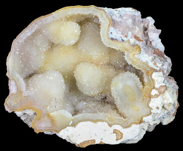 Agatized Fossil Coral Full Of Druzy Quartz - Florida #56083
